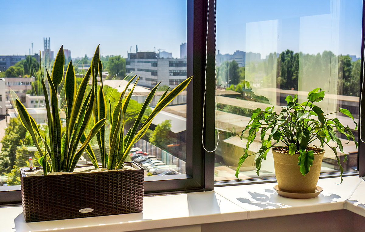 office plants
